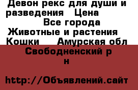 Девон рекс для души и разведения › Цена ­ 20 000 - Все города Животные и растения » Кошки   . Амурская обл.,Свободненский р-н